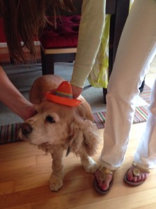 Cute dog in hat